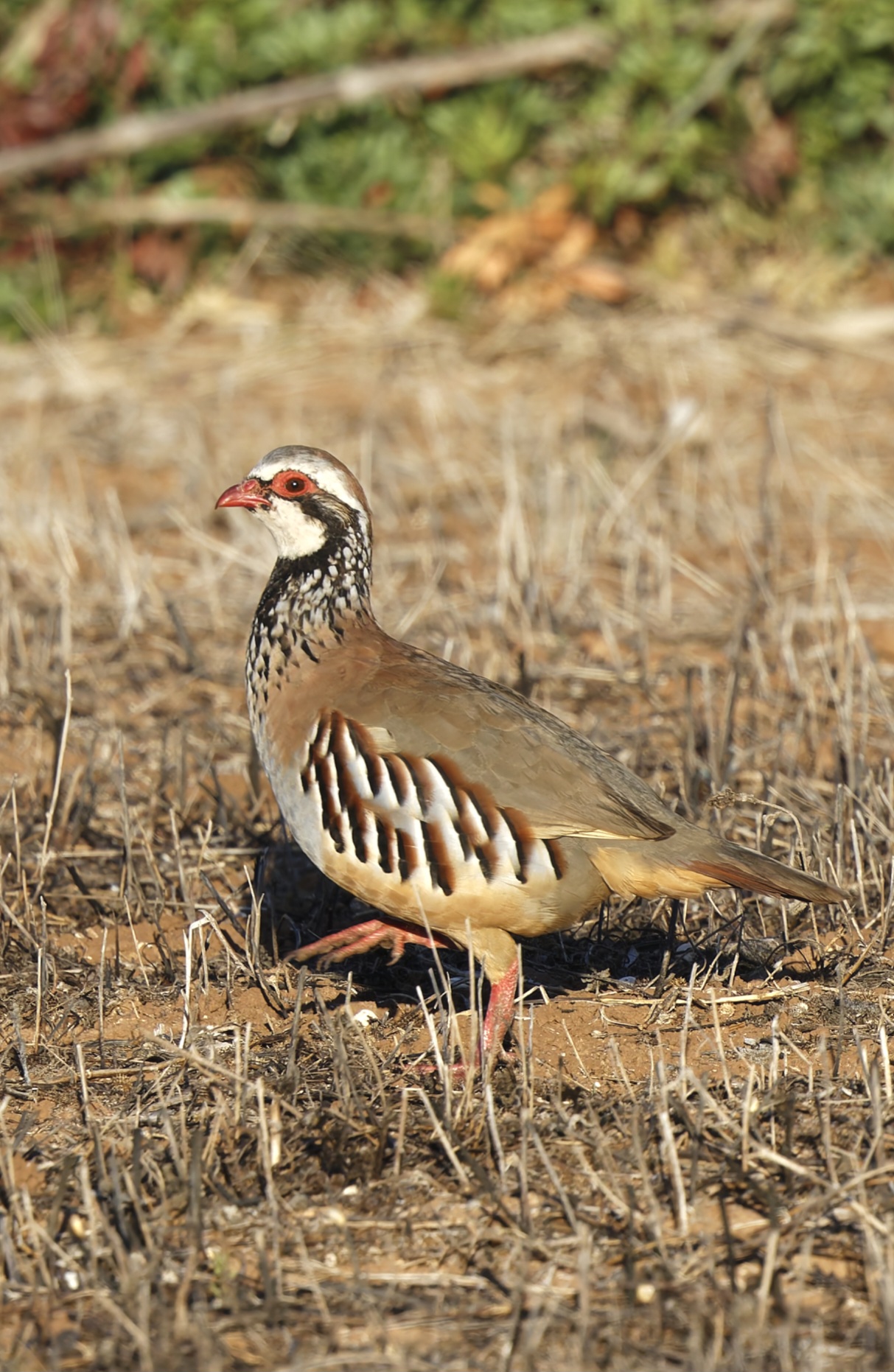 Birds of Portugal