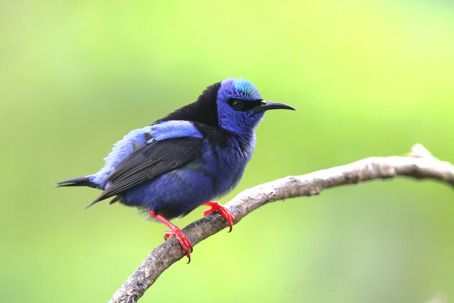 Birds of Costa Rica