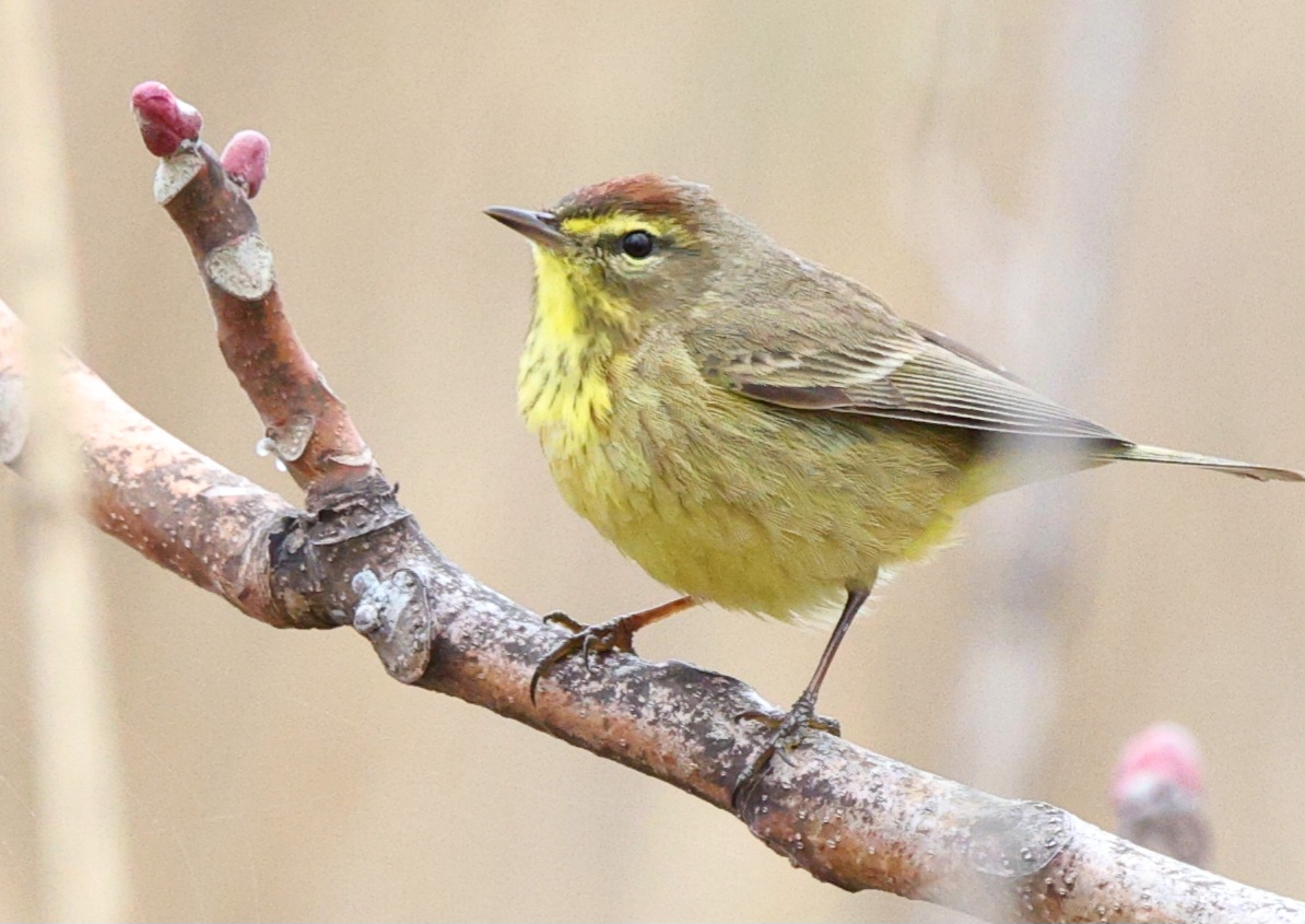 Birds of New York